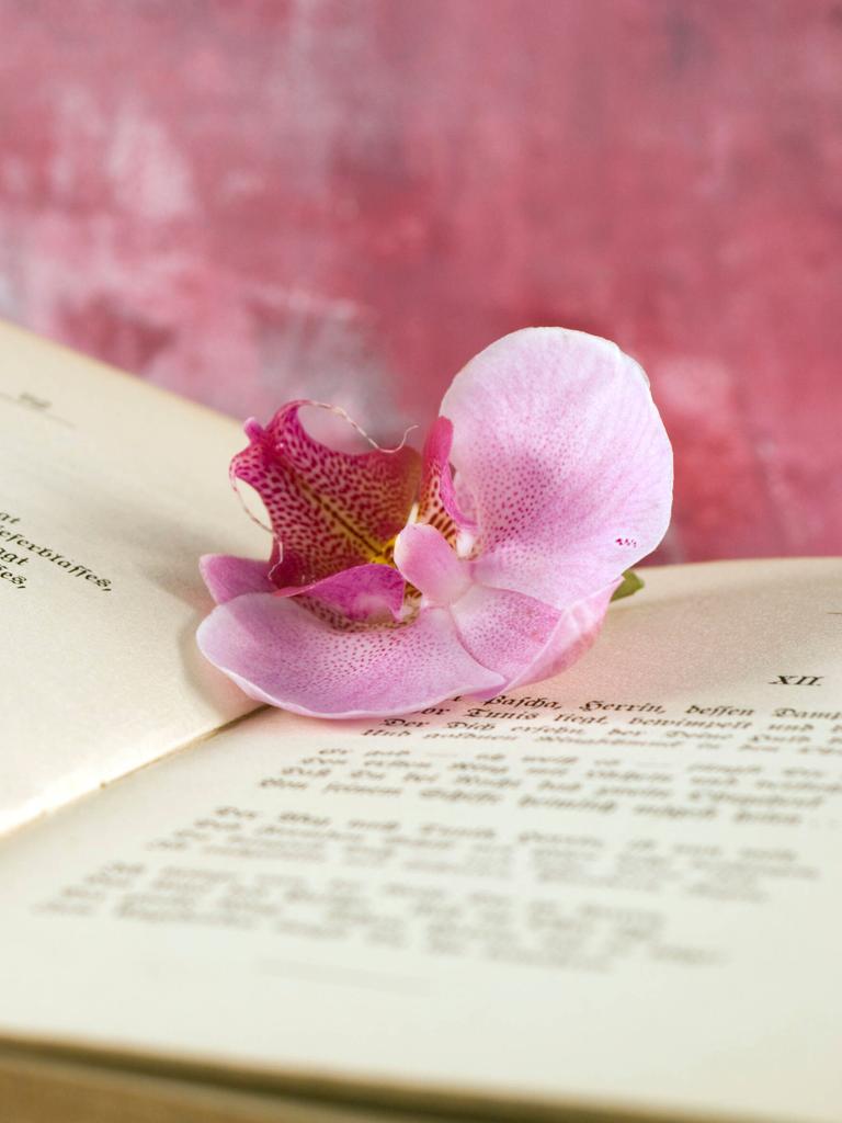 Auf der Seite eines geöffneten Buches liegt eine pinke Blume