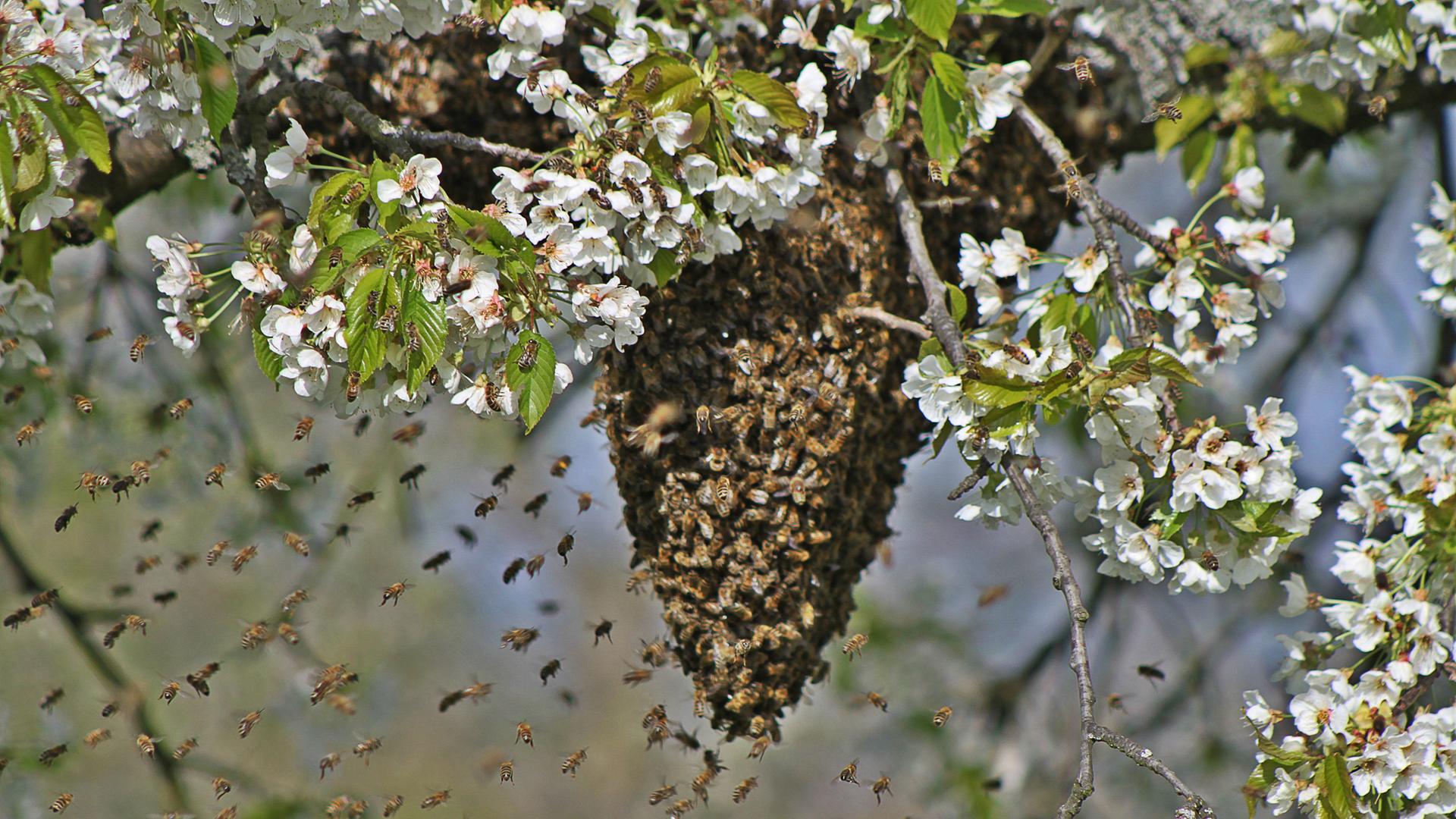Wildbienenschwarm vor Nest in einem blühenden Baum Wildbienenschwarm vor Nest in einem blühenden Baum