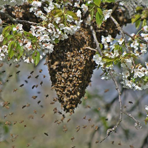 Wildbienenschwarm vor Nest in einem blühenden Baum