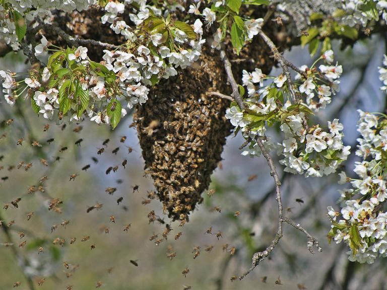 Wildbienenschwarm vor Nest in einem blühenden Baum