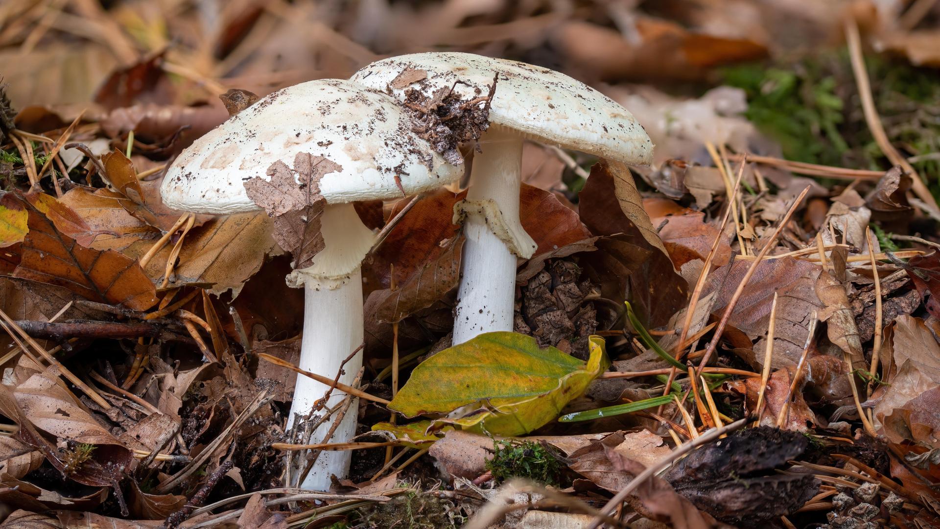 Zwei große Knollenblätterpilze auf dem Waldboden mit herbstlichem Laub