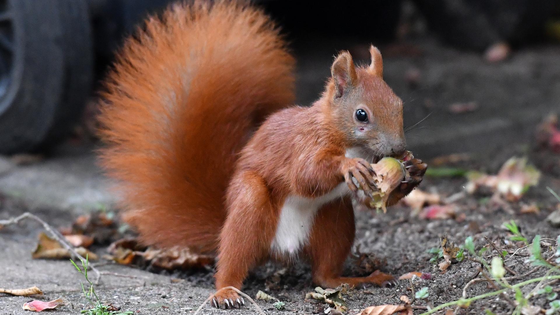 Ein Eichhörnchen nagt an einer Haselnuss. Ein Eichhörnchen nagt an einer Haselnuss.