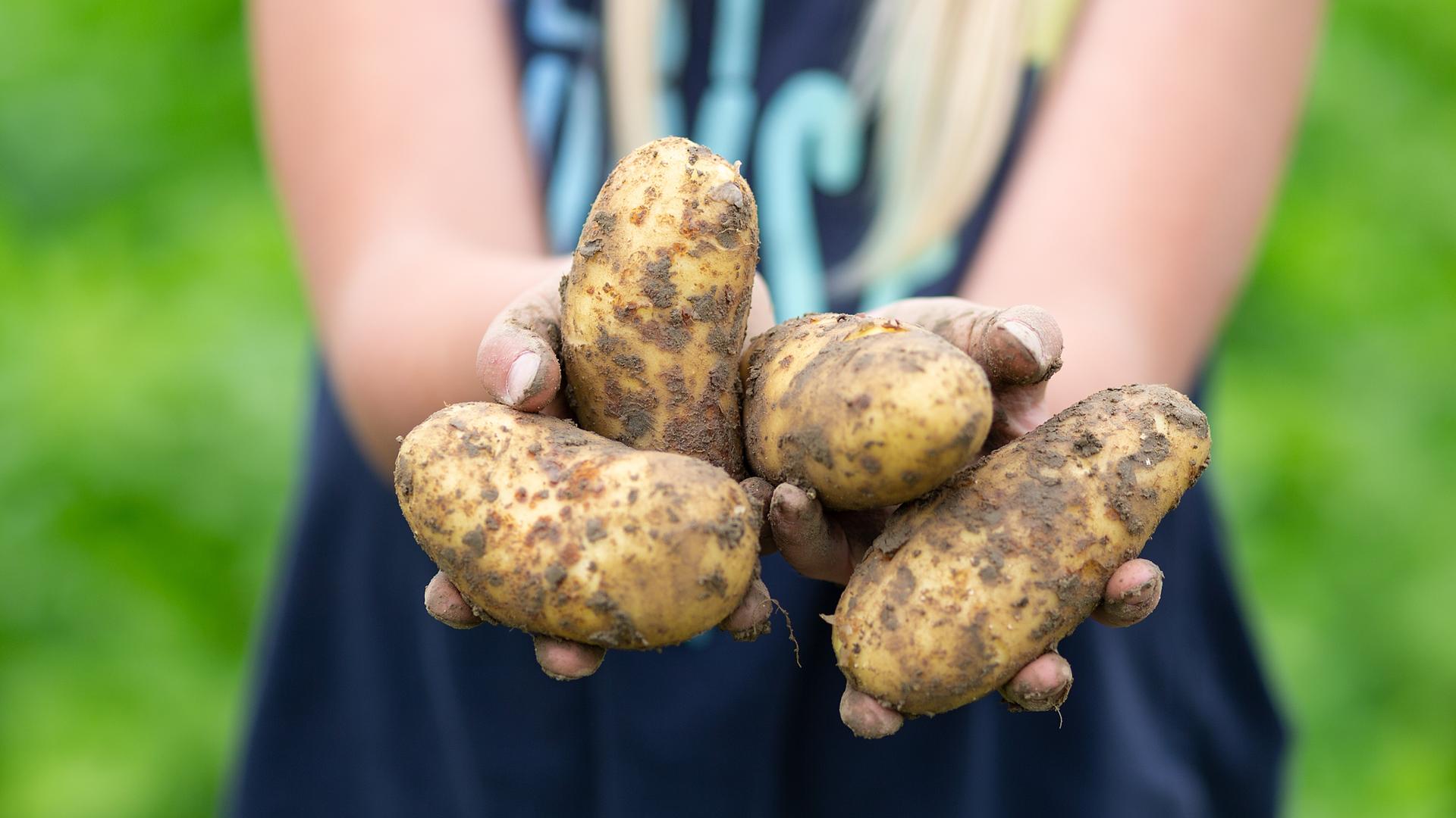 Ein Kind hält frische Kartoffeln in den Händen, die noch mit Erde bedeckt sind.