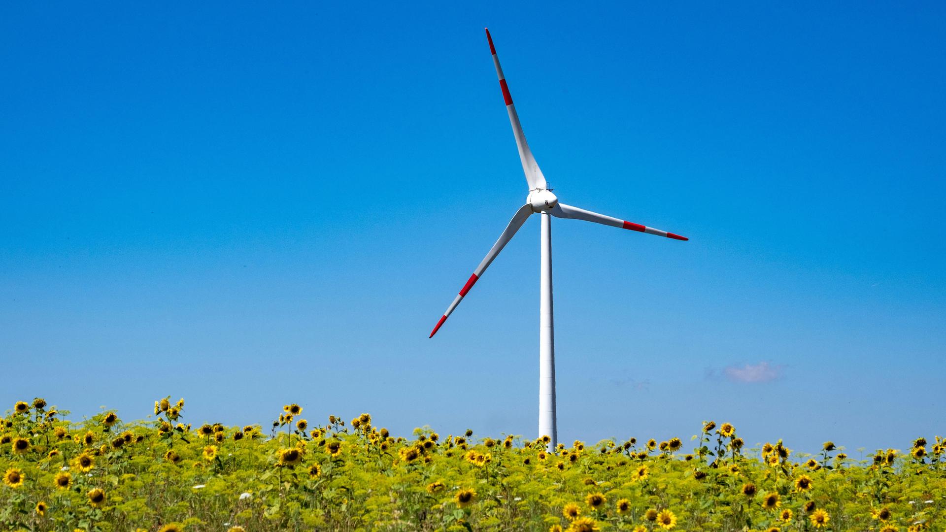 Windrad hinter einem Sonnenblumenfeld in der Nähe von Bad Mergentheim in Deutschland. Windrad hinter einem Sonnenblumenfeld in der Nähe von Bad Mergentheim in Deutschland.