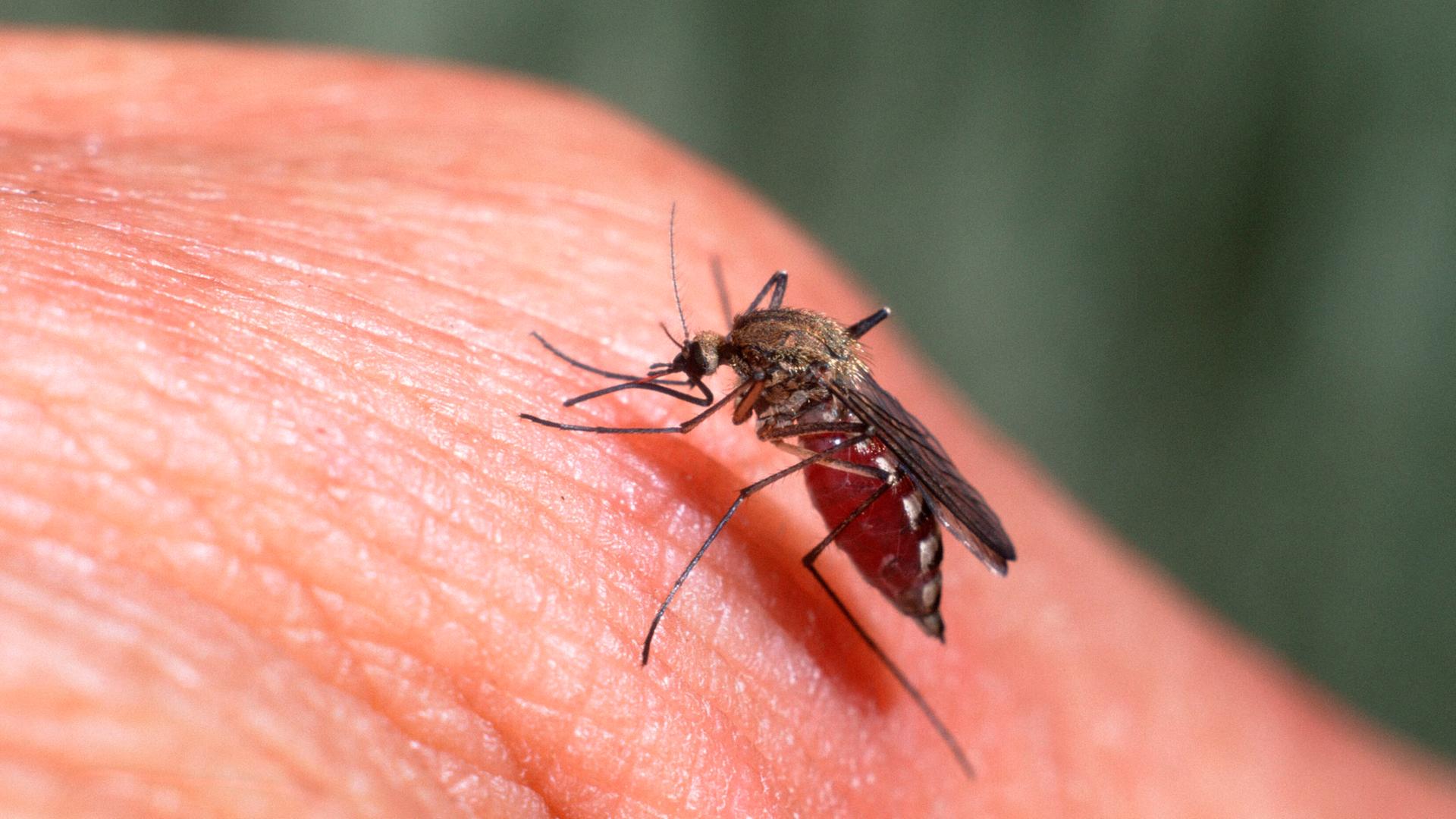 Großaufnahme einer Stechmücke, die in Haut sticht