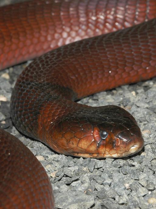 Rote Speikobra (Naja pallida)