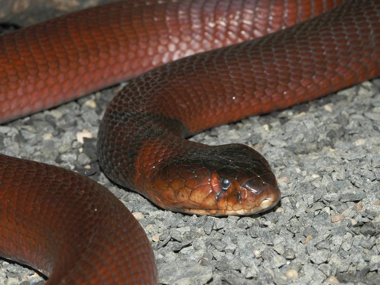 Rote Speikobra (Naja pallida)