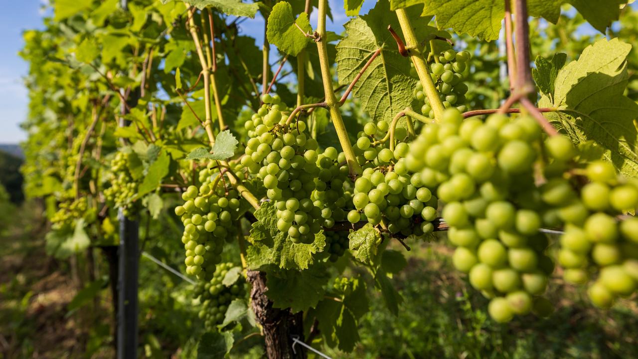 Weintrauben hängen in den Weinreben an einem Weinberg. 