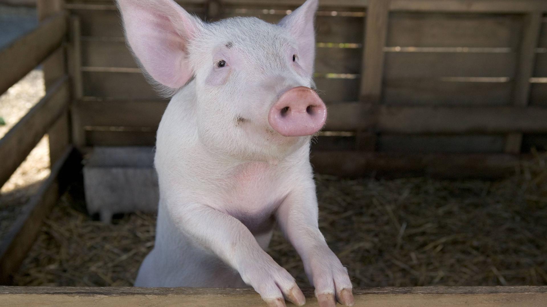 Das kleine Schwein aus dem Film SCHWEINCHEN WILBUR UND SEINE FREUNDE 