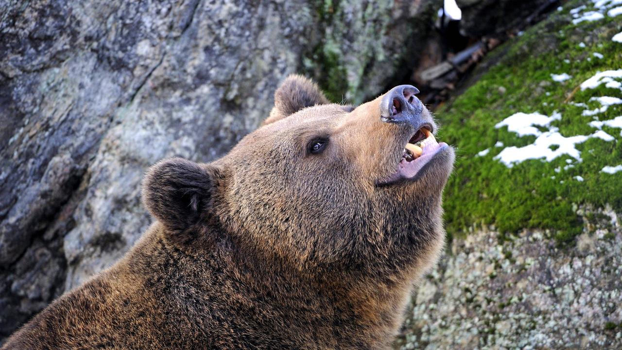 Ein Europäischer Braunbär streckt vor einer Felswand den Kopf hoch.