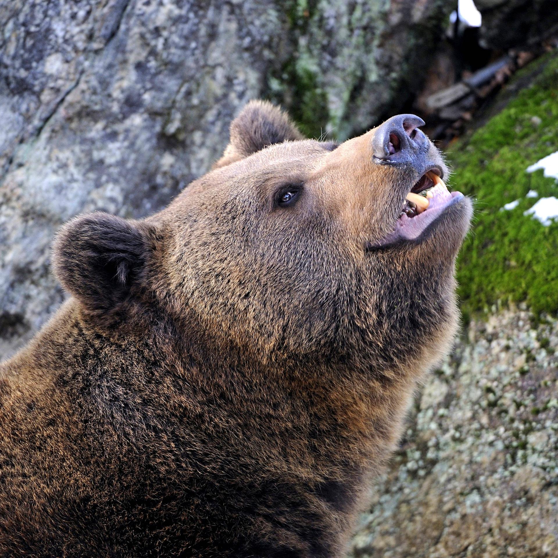 Ein Europäischer Braunbär flehmt. 