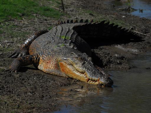 Ein Salzwasserkrokodil in einem australischen Billabong.