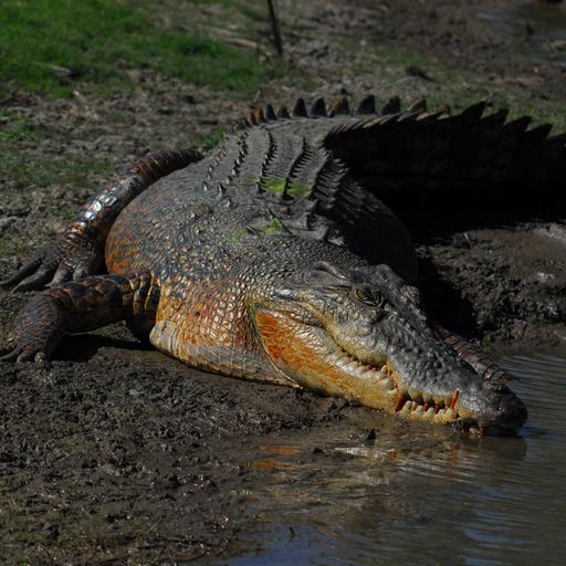 Ein Salzwasserkrokodil in einem australischen Billabong.