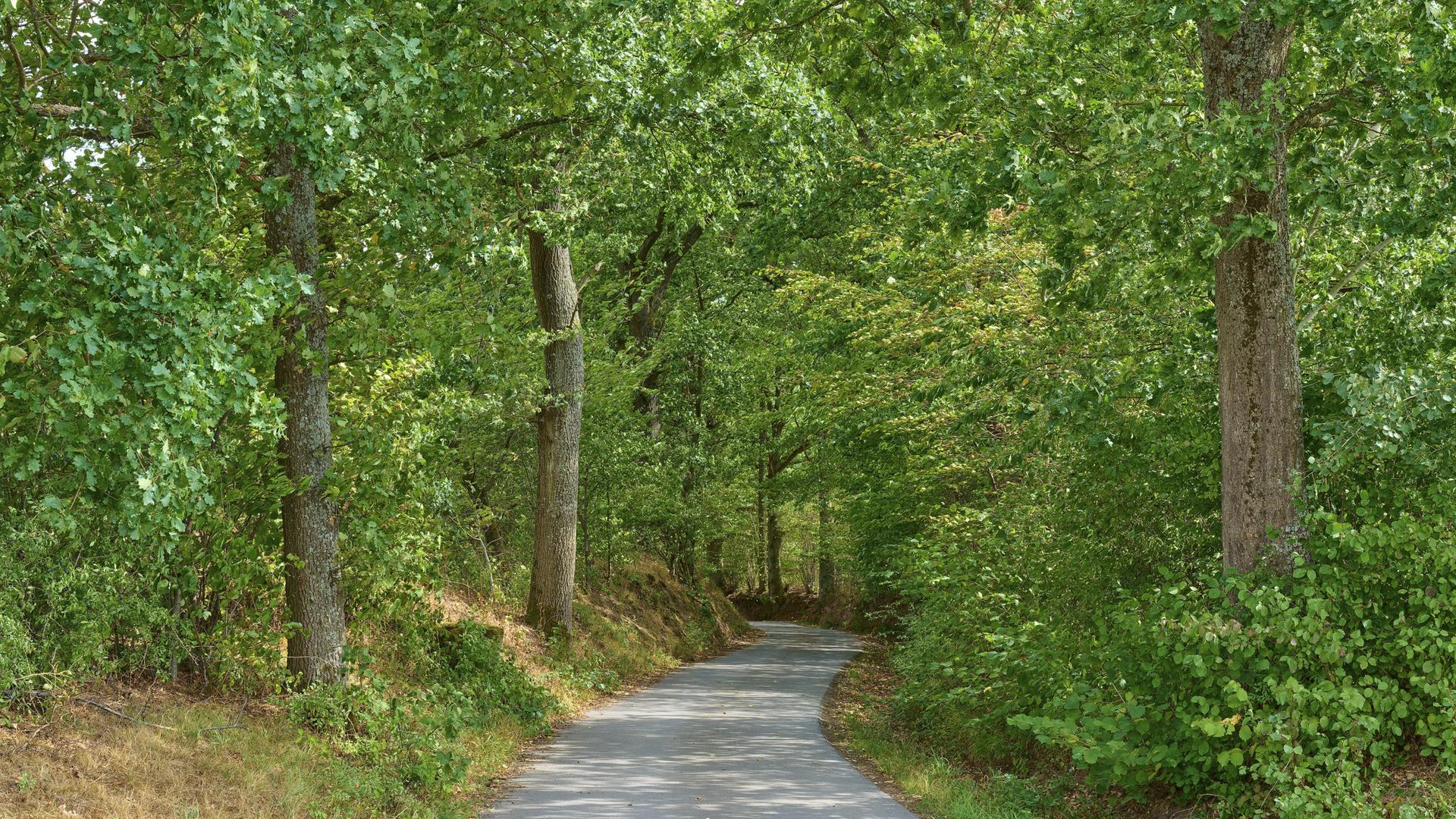 Eine schmale Straße verläuft durch einen dichten grünen Wald, von Bäumen gesäumt. Eine schmale Straße verläuft durch einen dichten grünen Wald, von Bäumen gesäumt.