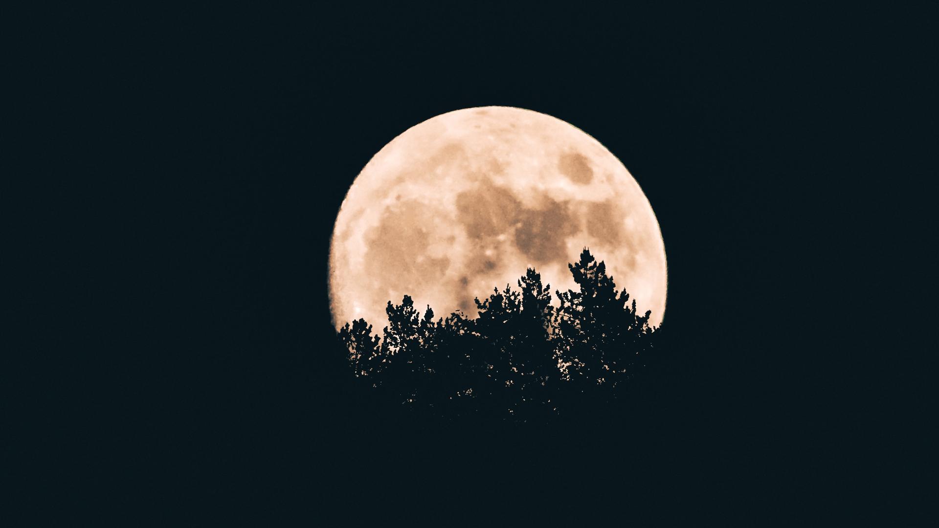 Ein großer Vollmond steht hinter Wipfeln von Laubbäumen, die sich als dunkle Schatten am Mond abheben.