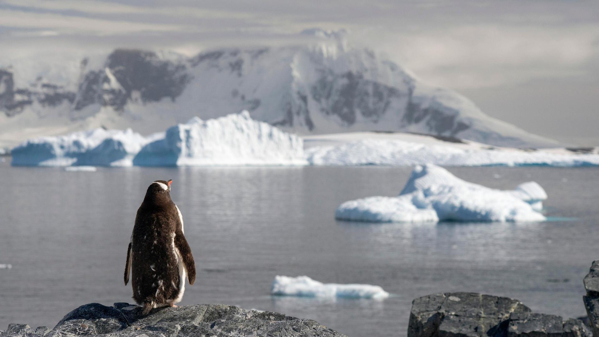 Ein Eselspinguin überblickt einen Fjord mit Eisbergen in der Antarktis Ein Eselspinguin überblickt einen Fjord mit Eisbergen in der Antarktis