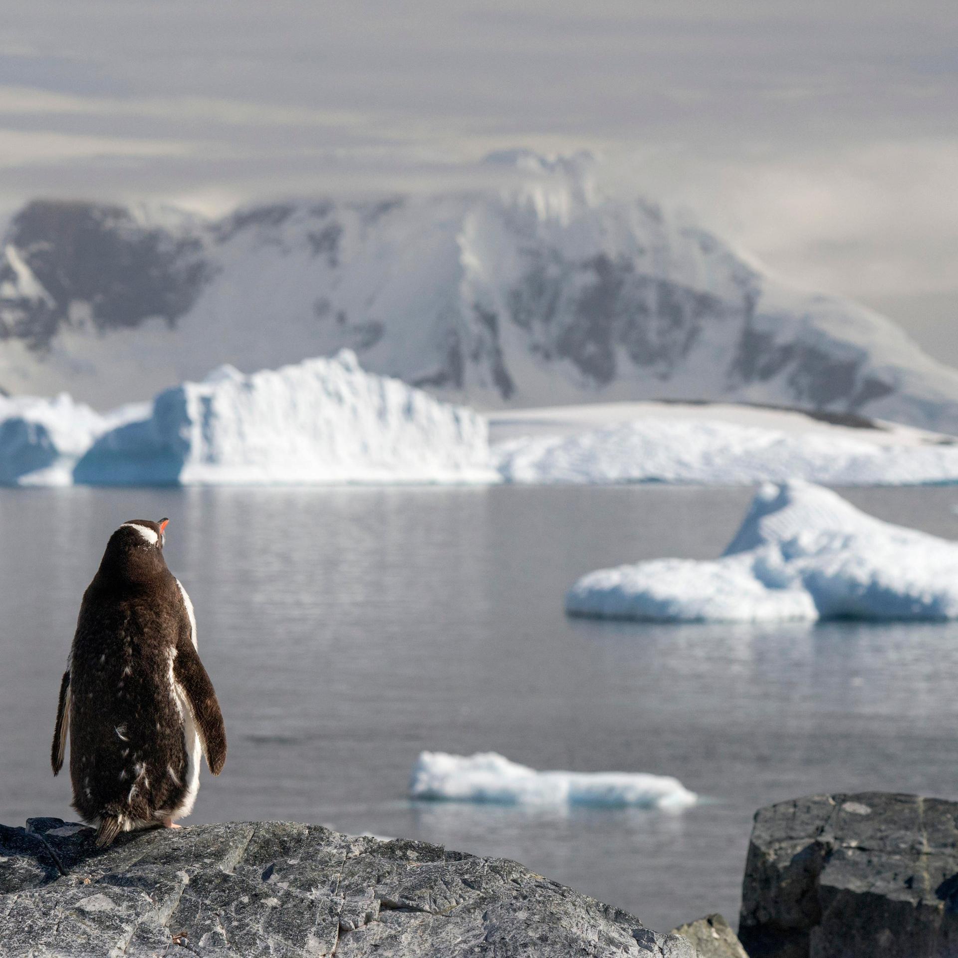 Ein Eselspinguin überblickt einen Fjord mit Eisbergen in der Antarktis