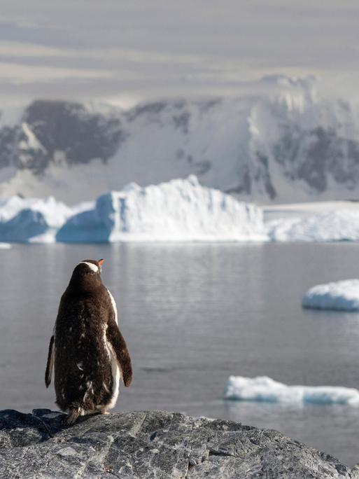 Ein Eselspinguin überblickt einen Fjord mit Eisbergen in der Antarktis