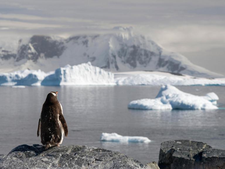Ein Eselspinguin überblickt einen Fjord mit Eisbergen in der Antarktis