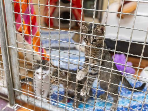 Kleine Katzen sind im Tierheim Lahr in einem Zwinger untergebracht. 