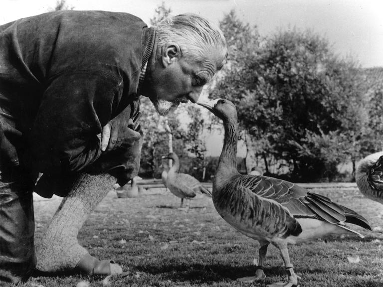 Schwarz-Weiß-Porträt des Verhaltensforschers und Medizin-Nobelpreisträgers Konrad Lorenz (1903-1989) mit einer seiner Graugänse. Beide blicken sich direkt an.