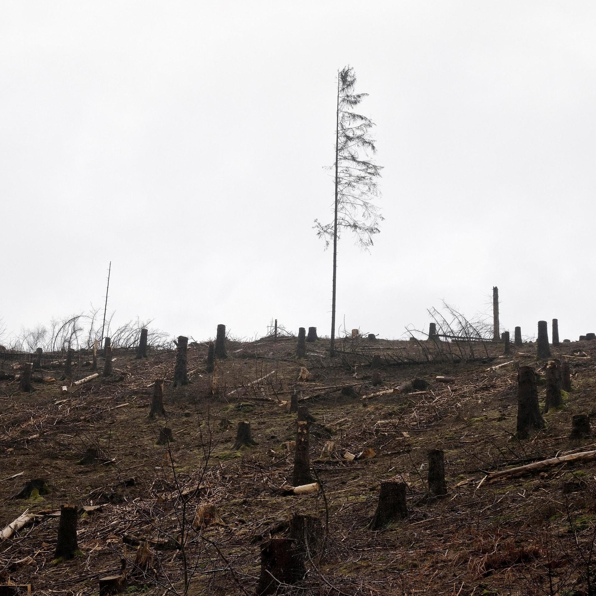 Zukunft des Waldes - Deutlich weniger Baumarten durch den Klimawandel