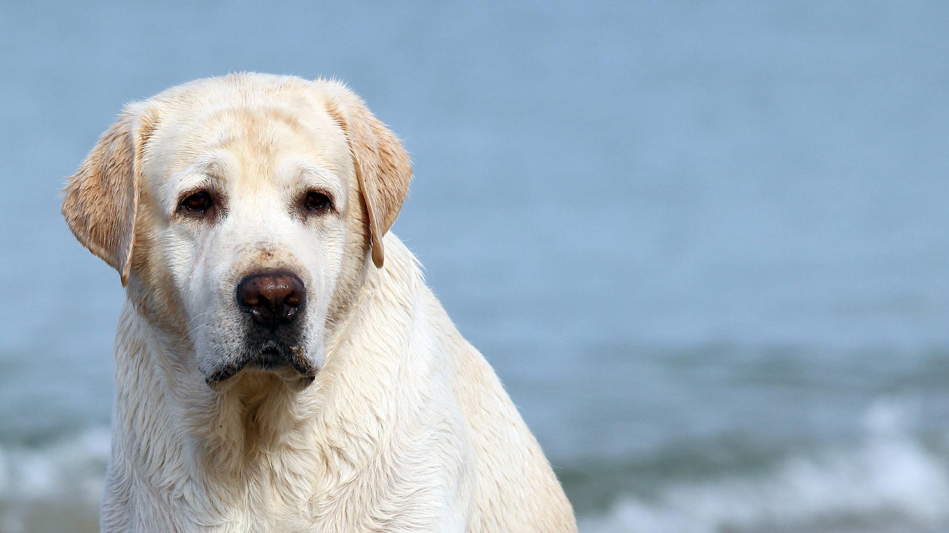 Ein Labrador an der See