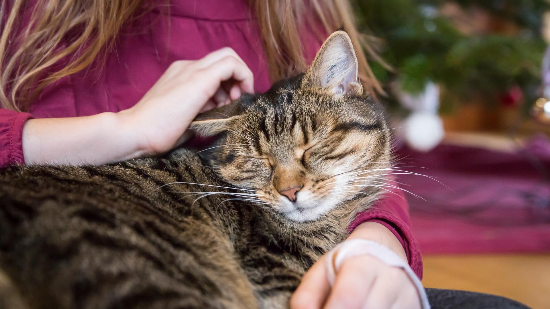 Schnurrende Katze im Arm eines Mädchens