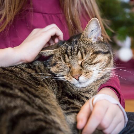 Schnurrende Katze im Arm eines Mädchens