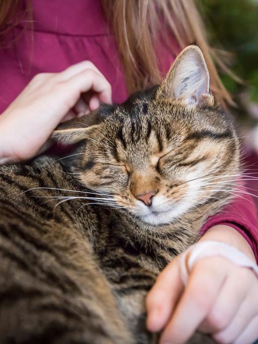 Schnurrende Katze im Arm eines Mädchens