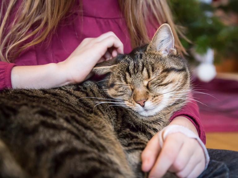 Schnurrende Katze im Arm eines Mädchens