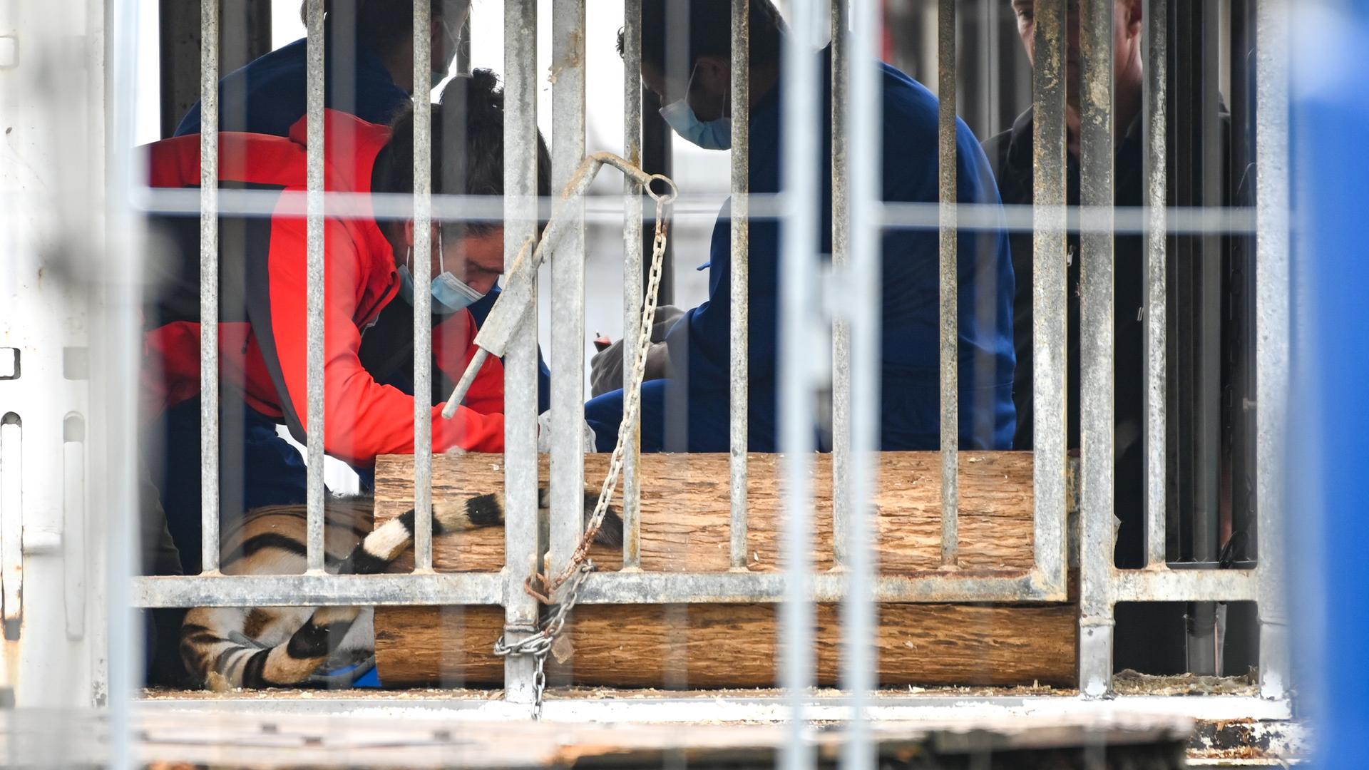 Schkeuditz: Einsatzkräfte betreuen einen Tiger in einem Käfig bei einem Einsatz von Polizei und Veterinäramt bei einer Tigerhalterin nahe Leipzig. Schkeuditz: Einsatzkräfte betreuen einen Tiger in einem Käfig bei einem Einsatz von Polizei und Veterinäramt bei einer Tigerhalterin nahe Leipzig.