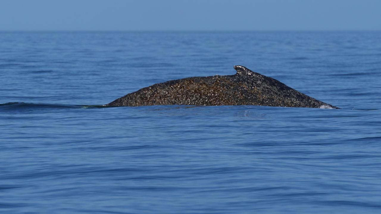 Ein Buckelwal schwimmt an der Meeresoberfläche.