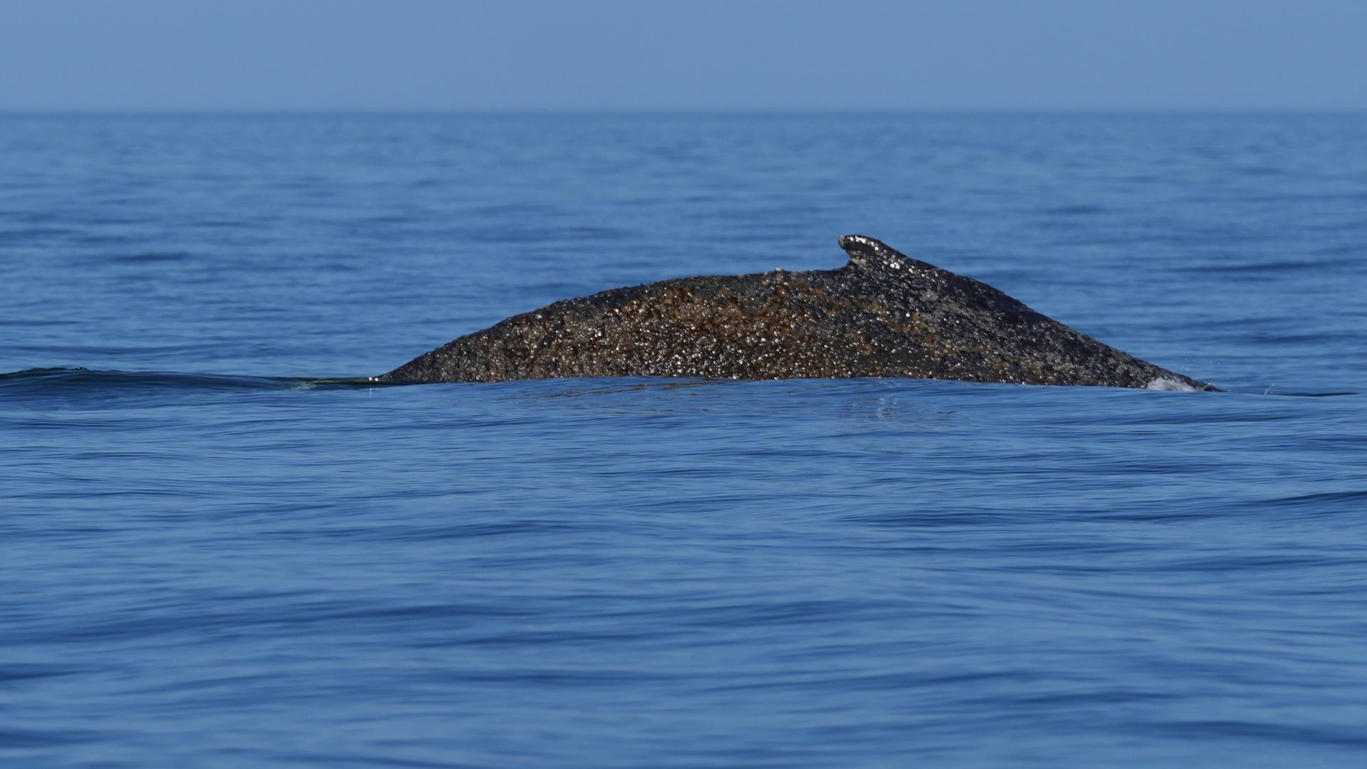 Ein Buckelwal schwimmt an der Meeresoberfläche. Ein Buckelwal schwimmt an der Meeresoberfläche.