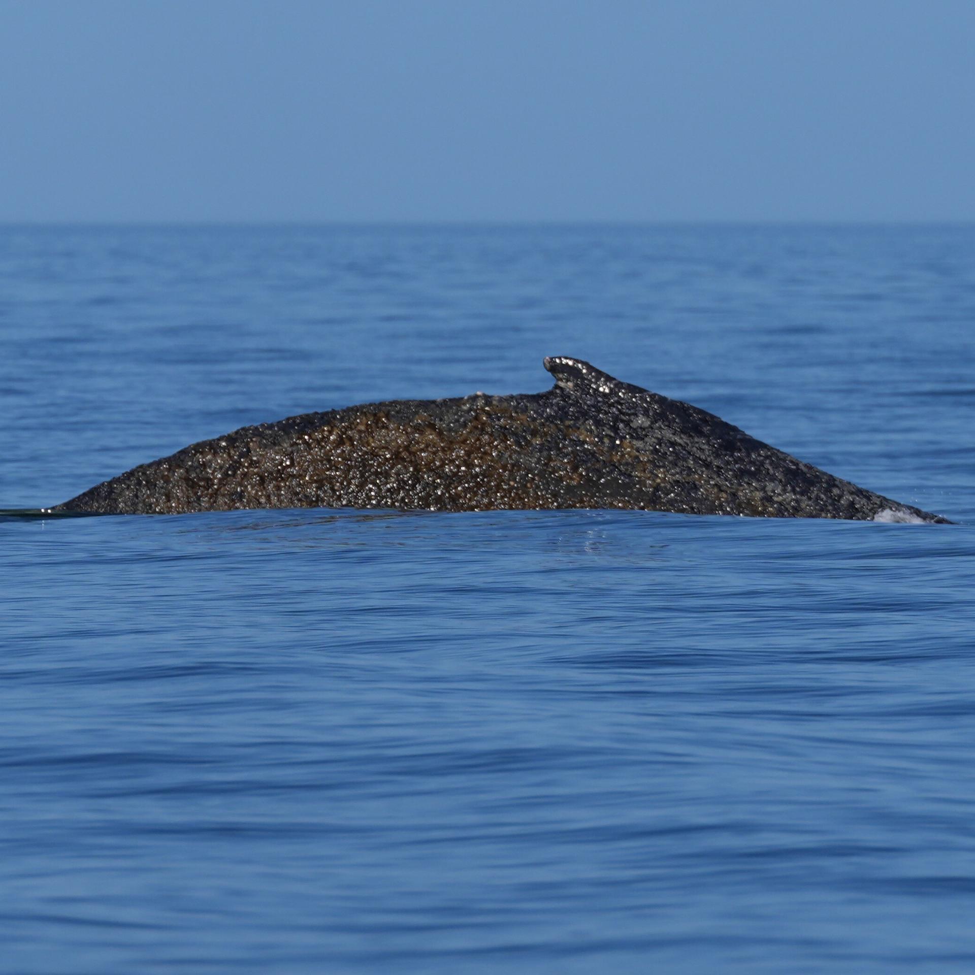 Ostsee - Befreiter Buckelwal in der Wismarer Bucht erneut gestrandet