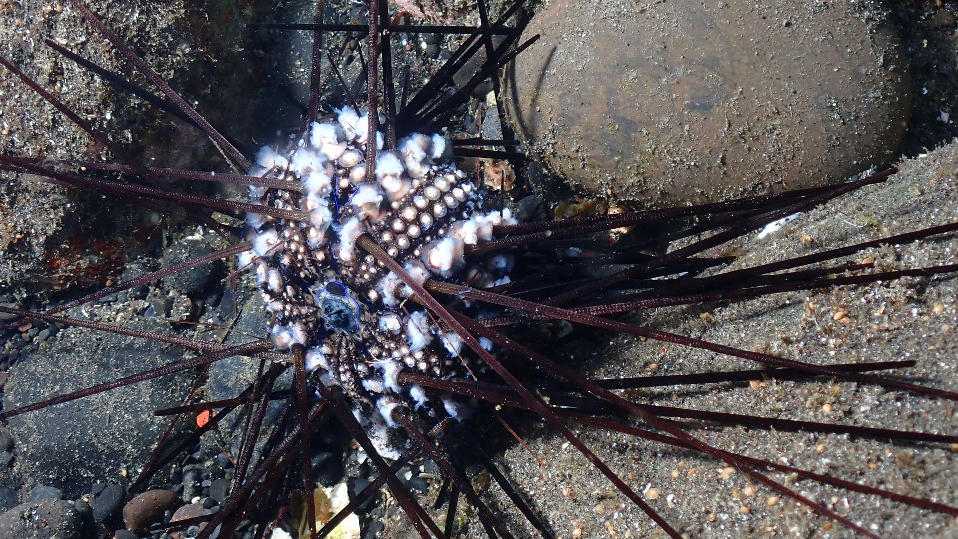 Ein Infizierter Seeigel auf der Insel La Réunion. Das eigentliche dunkle, runde Tier ist zwischen seinen Stacheln weiß beflockt. 