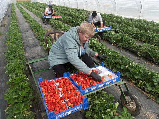 Menschen sitzen auf Rollwagen über Reihen von Erdbeerpflanzenunter einem Folientunnel. Im Vordergrund ist ein bereits gut gefüllter Erntewagen zu sehen. 


, 23.04.2024 DEU , GERMANY : Romanian seasonal workers are harvesting strawberries on a strawberry field under a foil tunnel , 23.04.2024 *** DEU , GERMANY Romanian seasonal workers harvesting strawberries on a strawberry field under a foil tunnel , 23 04 2024 DEU , GERMANY Romanian seasonal workers are harvesting strawberries on a strawberry field under a foil tunnel , 23 04 2024