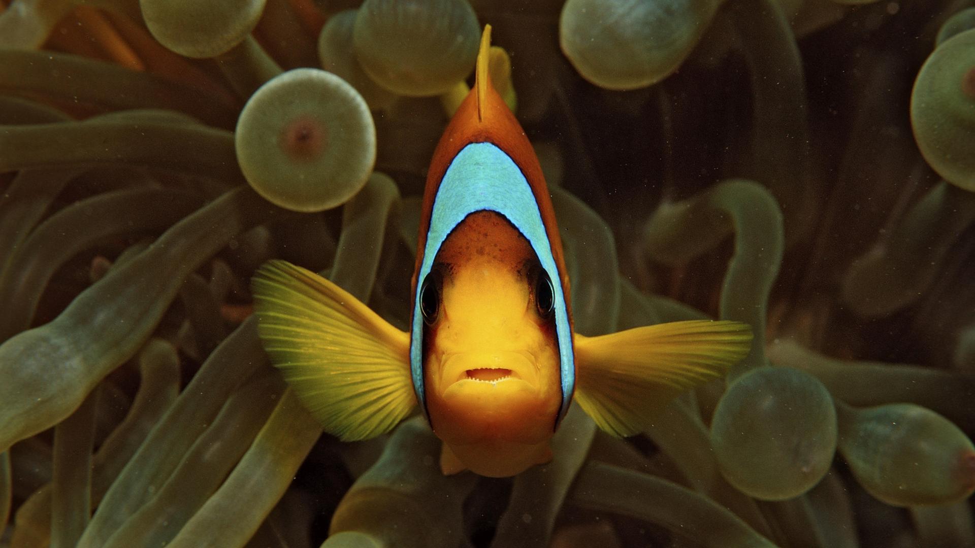 Ein Rotmeer-Anemonenfisch schwimmt vor einer Anemone.