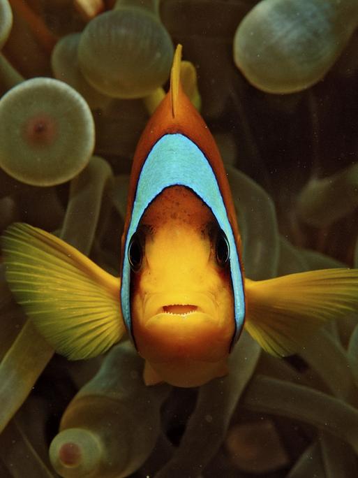 Ein Rotmeer-Anemonenfisch schwimmt vor einer Anemone.