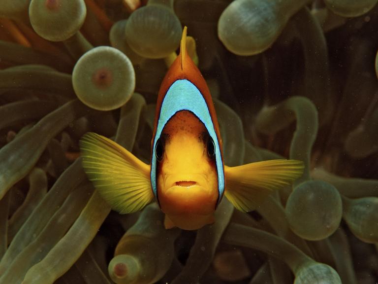 Ein Rotmeer-Anemonenfisch schwimmt vor einer Anemone.