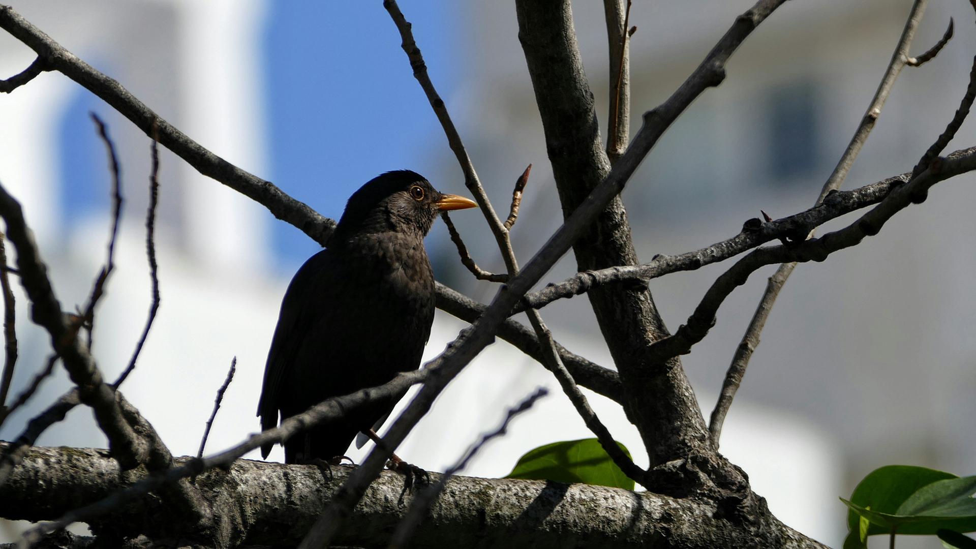 Es war der Gesang einer Amsel, der ihn eines Tages in einen "zauberhaften Zustand" versetzte. Zu sehen: Eine Amsel in einem Baum. Es war der Gesang einer Amsel, der ihn eines Tages in einen "zauberhaften Zustand" versetzte. Zu sehen: Eine Amsel in einem Baum.