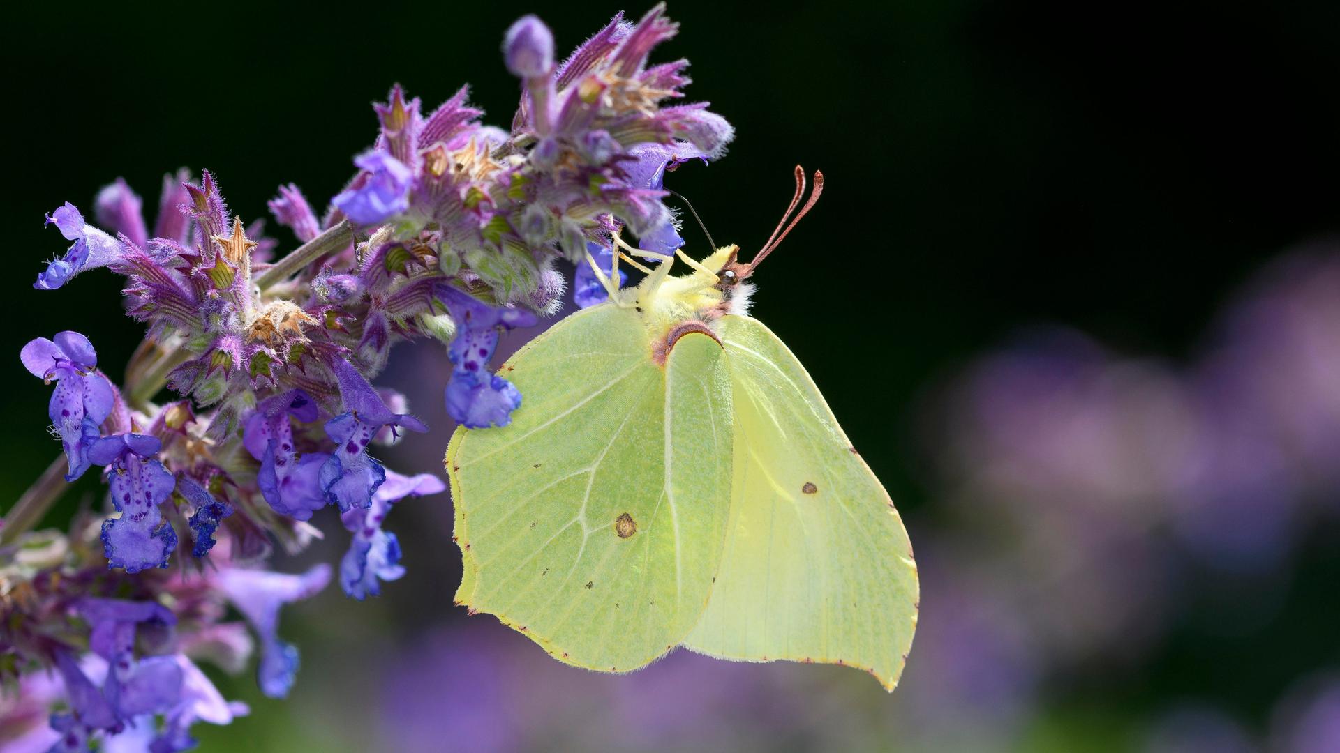 Ein Zitronenfalter - Gonepteryx rhamni - saugt mit seinem Rüssel Nektar aus einer Blüte.