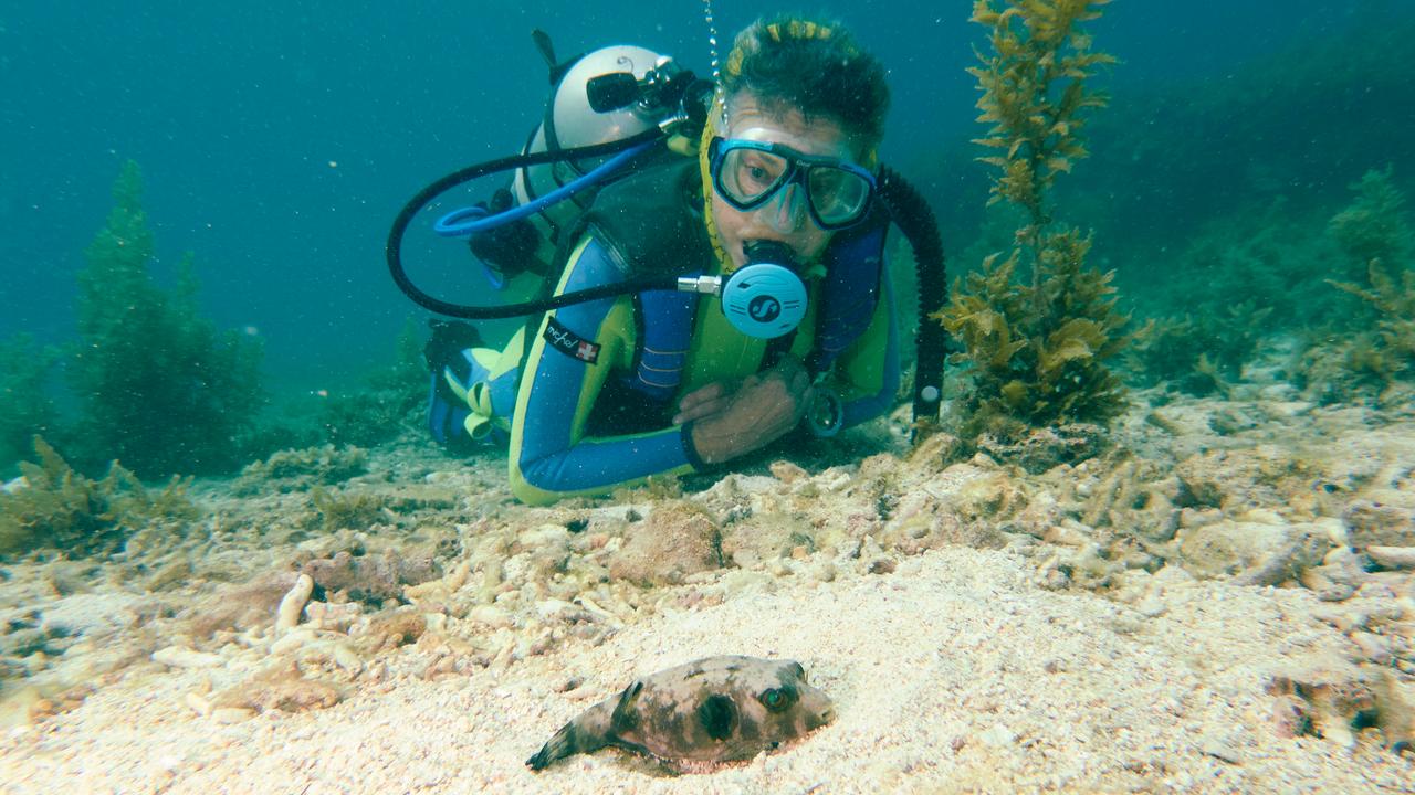 Eine Taucherin betrachtet einen Kugelfisch in einer Sandkuhle.