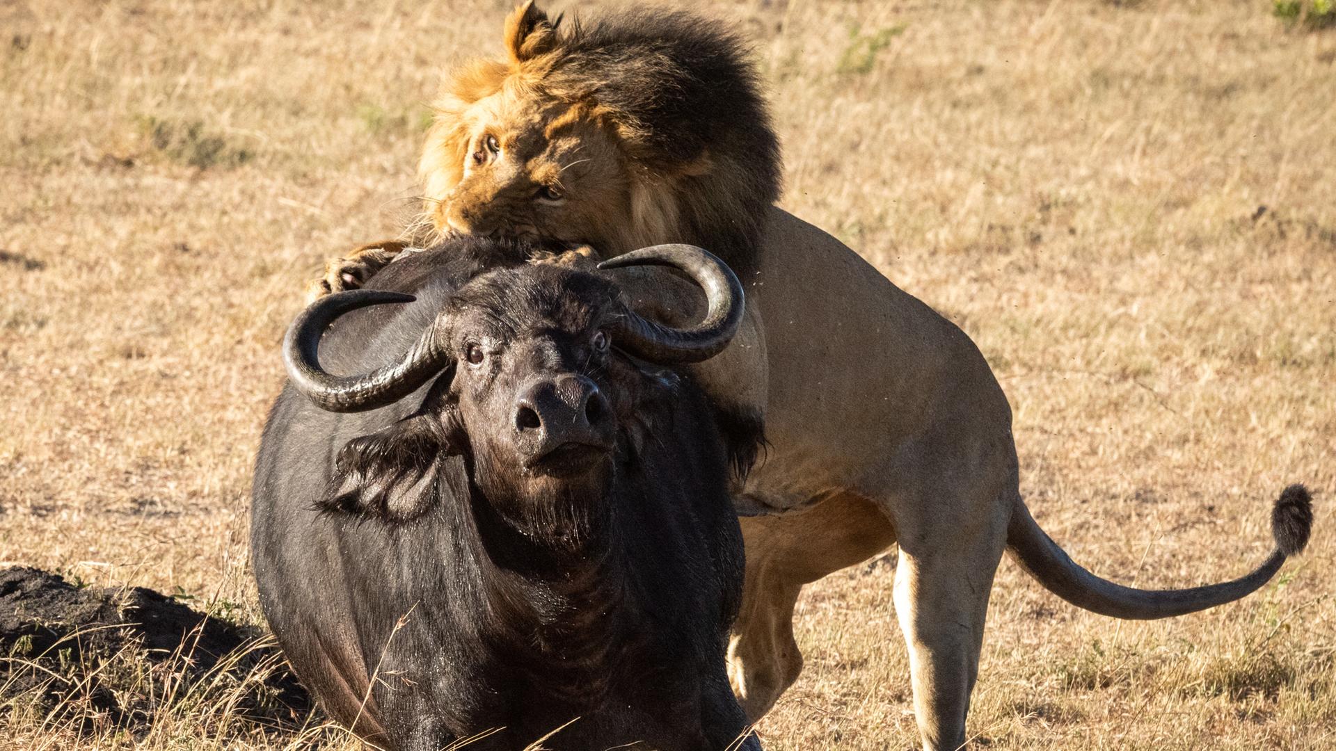 Ein männlicher Löwe geift einen Büffel von hinten an.