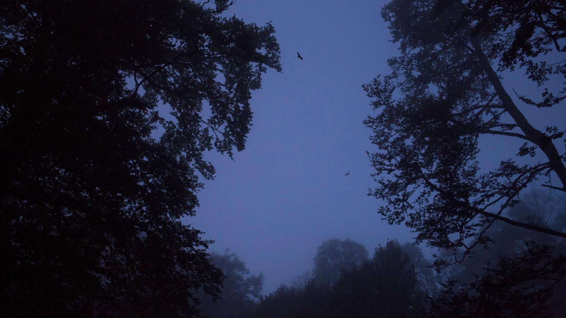 Fledermäuse fliegen in der Dämmerung in einem Wald zwischen Bäumen.
