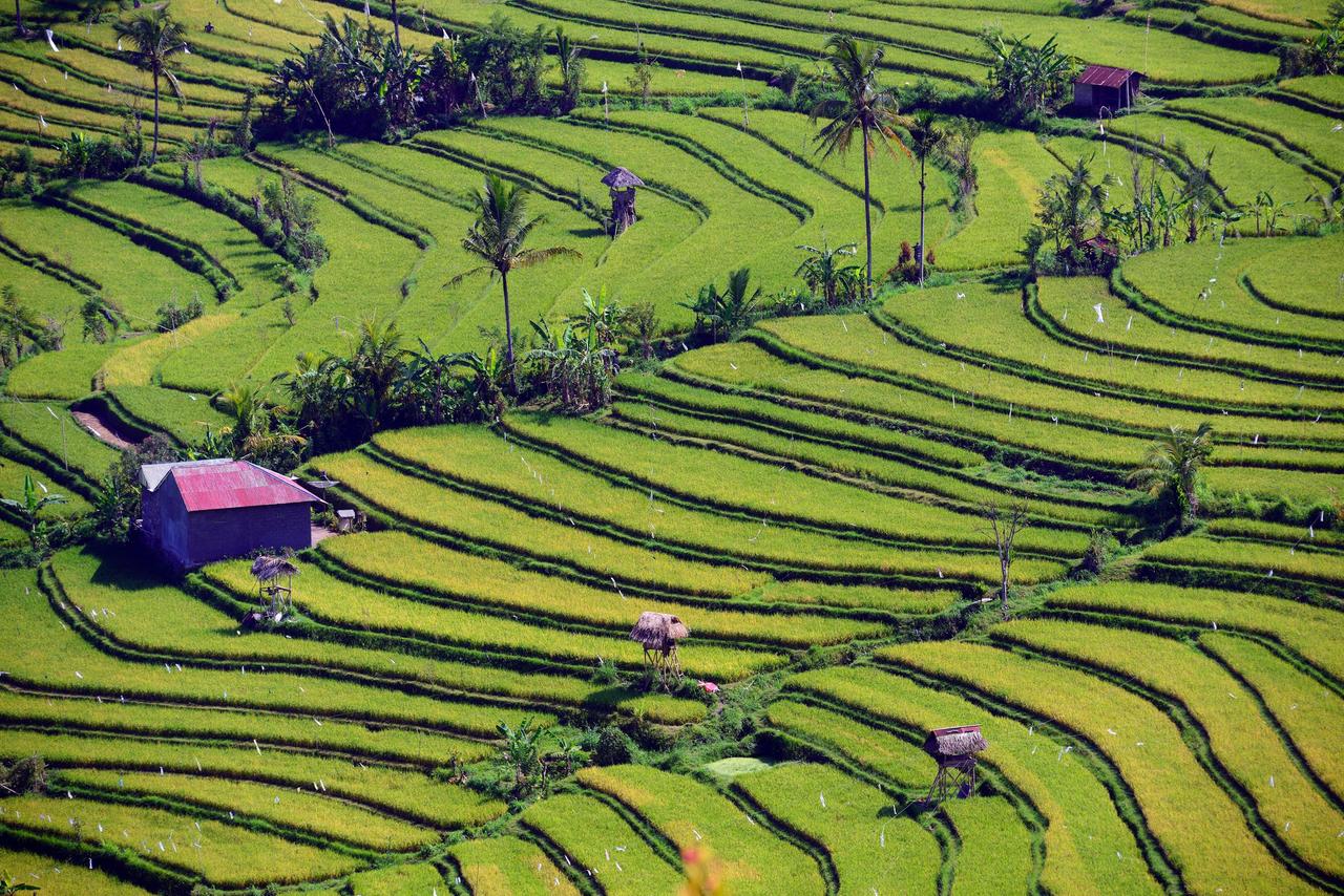 Reisfelder und Reisterassen auf Bali, Indonesien.