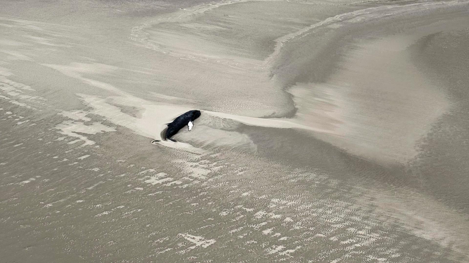 Die Luftaufnahme eines toten Buckelwals auf einer Sandbank.