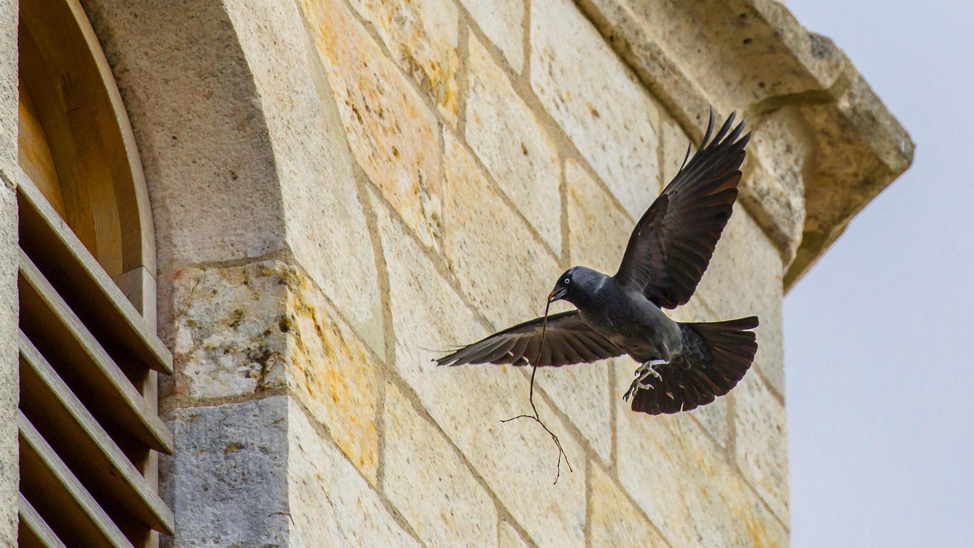 Eine Dohle fliegt mit einem Zweig im Schnabel in einen Kirchturm