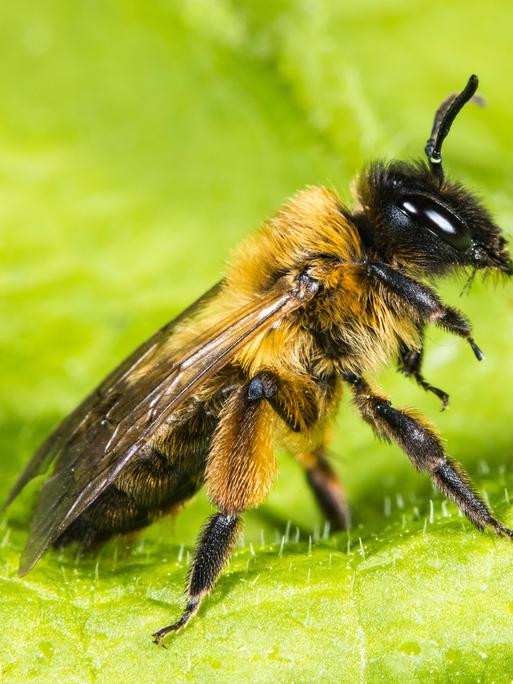 Ein Weibchen der Erzfarbige Düstersandbiene (Andrena nigroaenea) sitzt auf einem Blatt