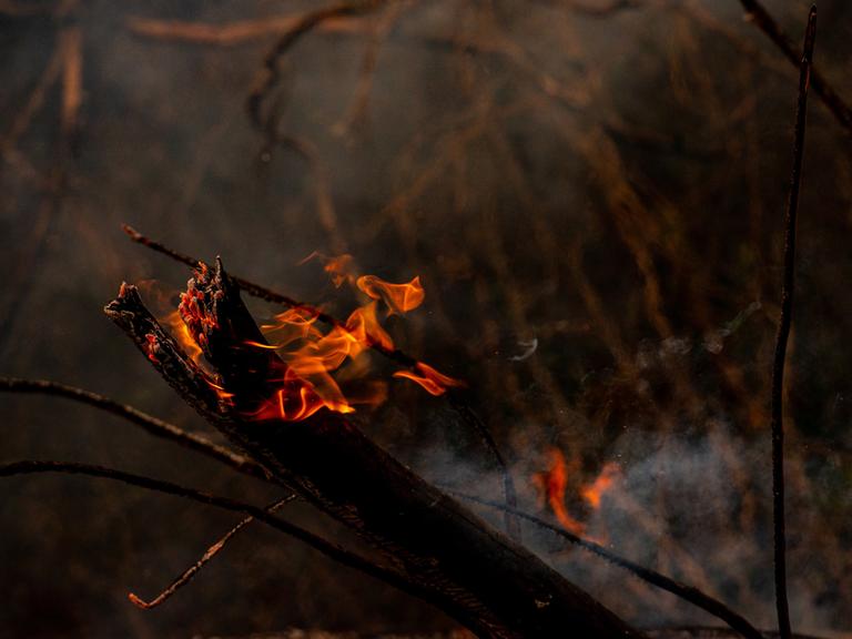 Brennender Ast in einem Wald